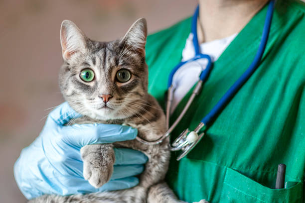 Clínica veterinária mais próxima de mim